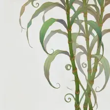 Art Nouveau illustration of a Lucky Bamboo with tall, slender stalks.
